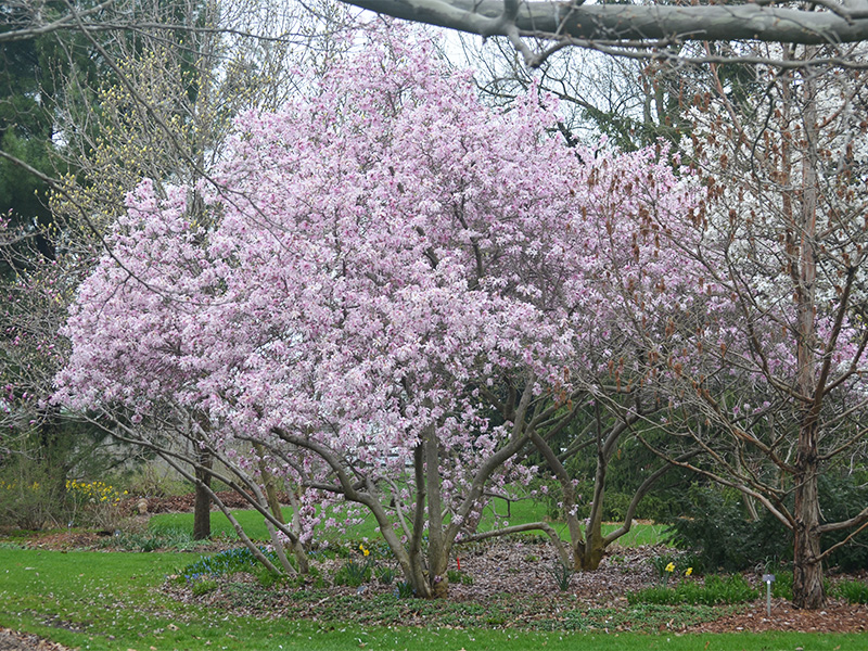 Magnolia stellata  'Rosea', form. The A.M. (Mac) Cuddy Gardens, Strathroy, Ontario, Canada. 